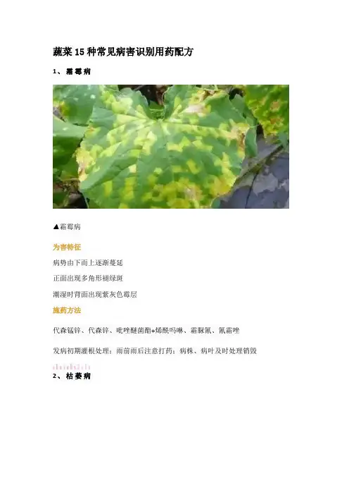 蔬菜15种常见病害识别用药配方