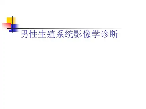 医学影像诊断学：男性生殖系统-5