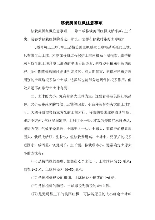 移栽美国红枫注意事项