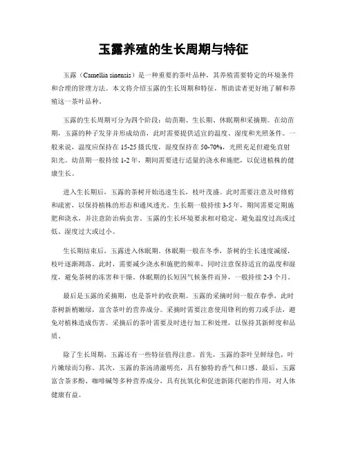 玉露养殖的生长周期与特征