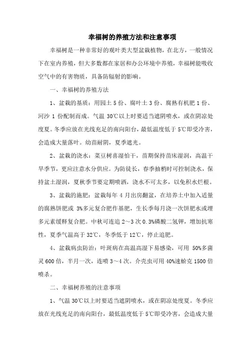 幸福树的养殖方法和注意事项