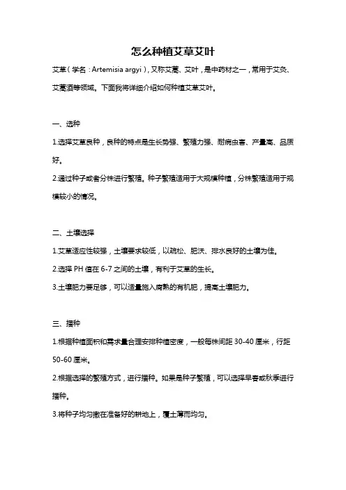 怎么种植艾草艾叶
