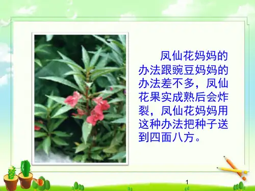 【公开课】四年级下册语文课件 《植物妈妈有办法》课件二_11-12