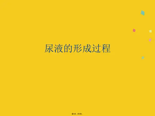 尿液的形成过程(共4张PPT)