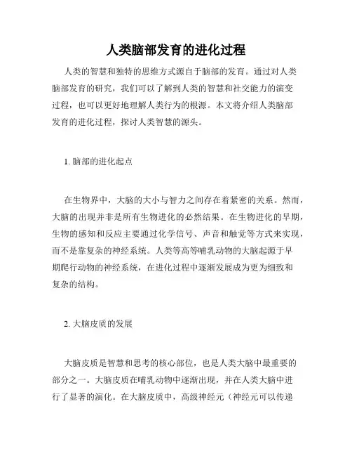 人类脑部发育的进化过程