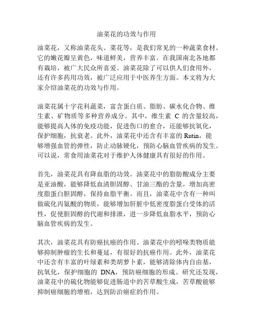 油菜花的功效与作用