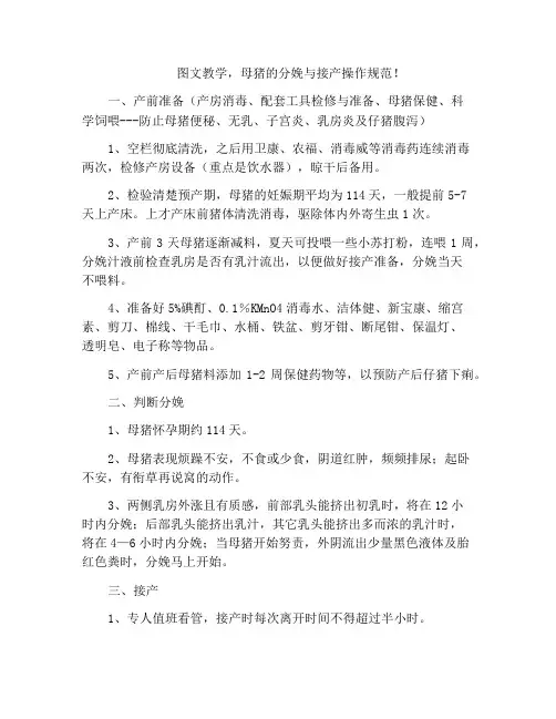 图文教学,母猪的分娩与接产操作规范!