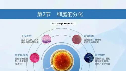 6.2细胞的分化课件高一上学期生物人教版必修1