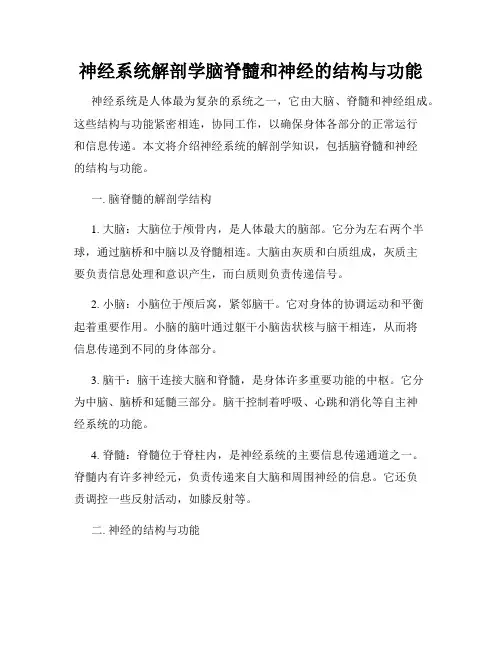 神经系统解剖学脑脊髓和神经的结构与功能