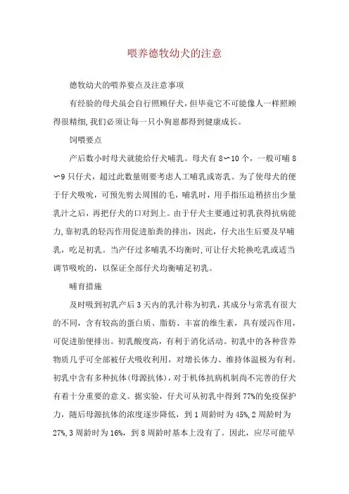 喂养德牧幼犬的注意