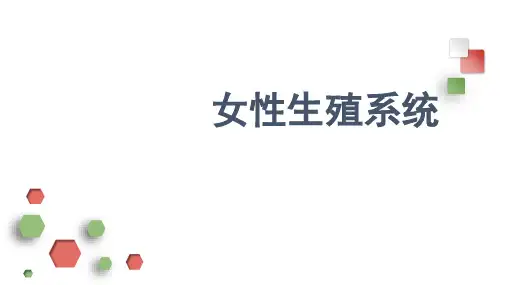 组织学与胚胎学重点女性生殖系统