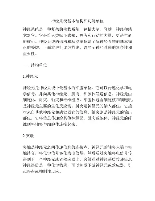 神经系统基本结构和功能单位