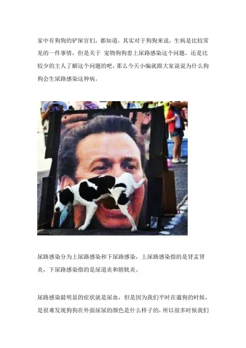 狗狗尿血还舔自己的尿怎么办？