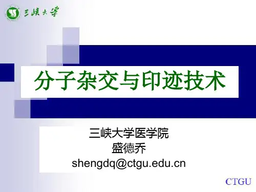 核酸分子杂交