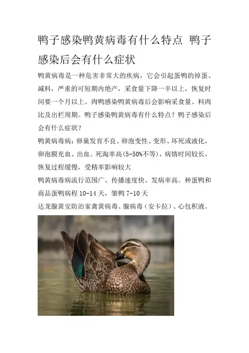 鸭子感染鸭黄病毒有什么特点 鸭子感染后会有什么症状