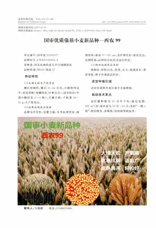 国审优质强筋小麦新品种一西农99