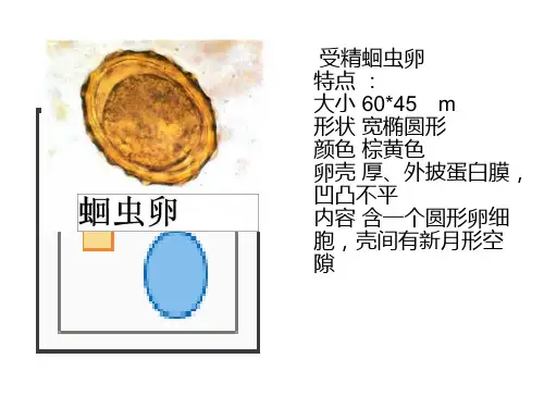 寄生虫图片1ppt课件