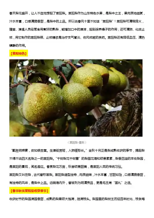 春风十里不如送“莱阳梨”