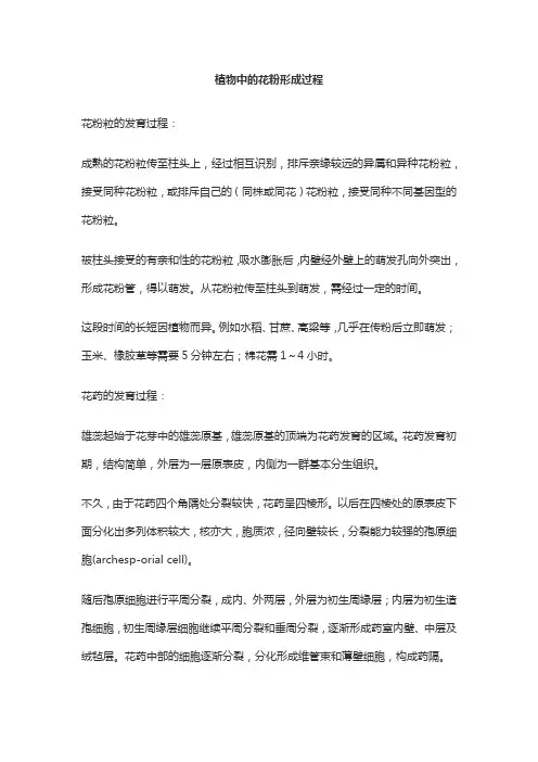 植物中的花粉形成过程