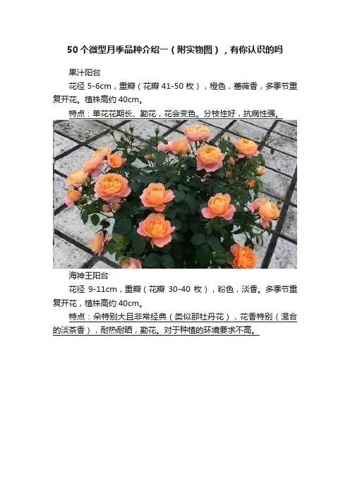 50个微型月季品种介绍一（附实物图），有你认识的吗