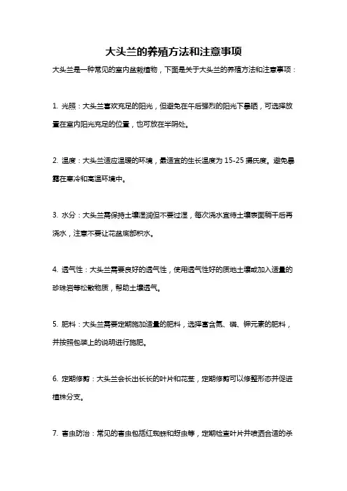 大头兰的养殖方法和注意事项