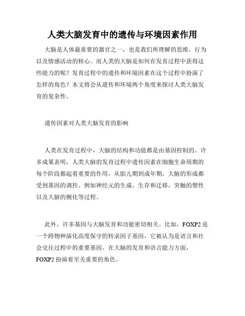 人类大脑发育中的遗传与环境因素作用