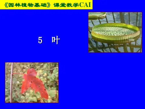 《园林植物(第5版)》教学课件5 叶