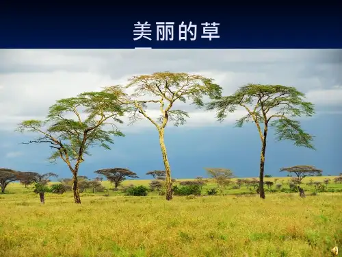 【优质课、示范课、研标课、公开课课件设计】《卖木雕的少年》__语文__小学