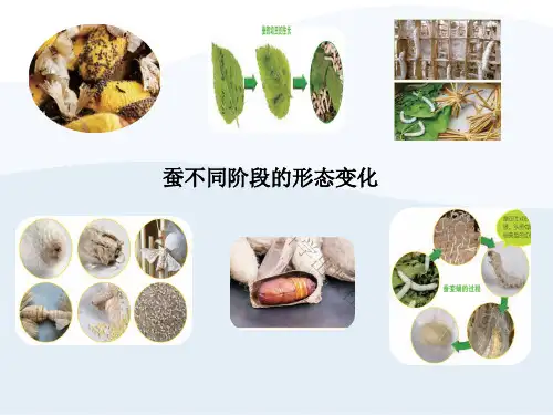 【新教材】教科版三年级下册科学：《蚕的一生》教学课件