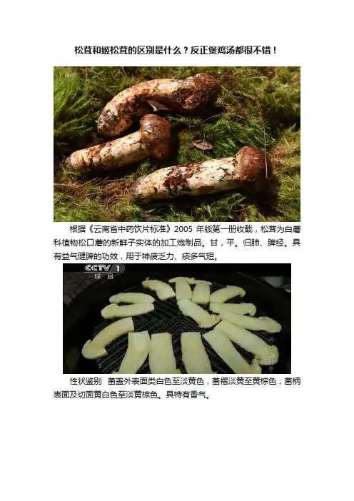 松茸和姬松茸的区别是什么？反正煲鸡汤都很不错！