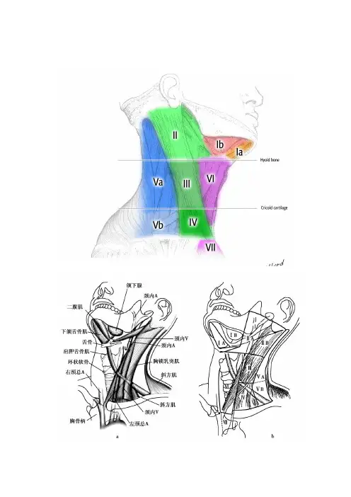 最新颈部淋巴结分区示意图.