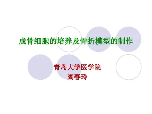 现代医学实验学_成骨细胞的培养和骨折模型的制作