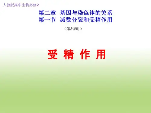 人教版高中生物必修2第二章二 受精作用(共33张PPT)