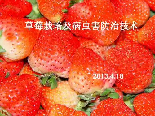草莓栽培及病虫害防治技术ppt课件