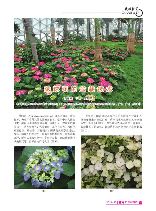 绣球花的盆栽技术