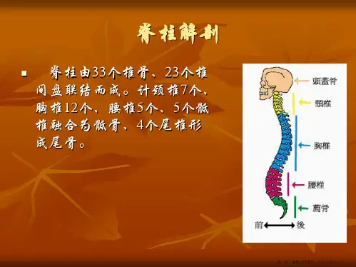 脊柱的解剖