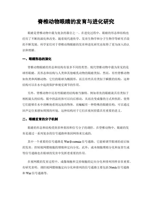 脊椎动物眼睛的发育与进化研究