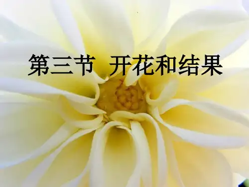 人教版初中生物七上3. 开花和结果 课件 (29张)