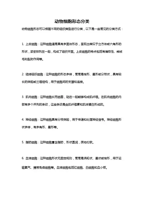动物细胞形态分类