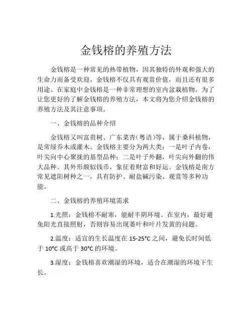 金钱榕的养殖方法