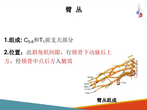 神经系统—周围神经系统(医学影像解剖学课件)