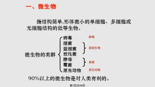 大肠杆菌的分离和培养PPT课件
