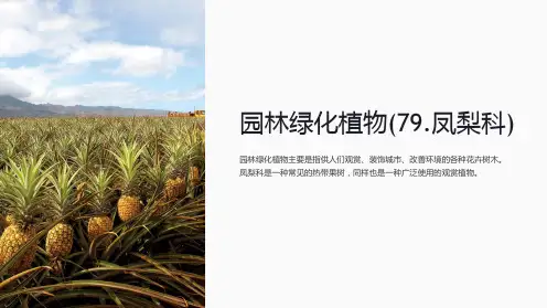 园林绿化植物(79.凤梨科)
