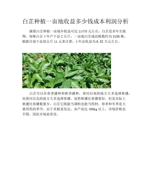 白芷种植一亩地收益多少钱成本利润分析