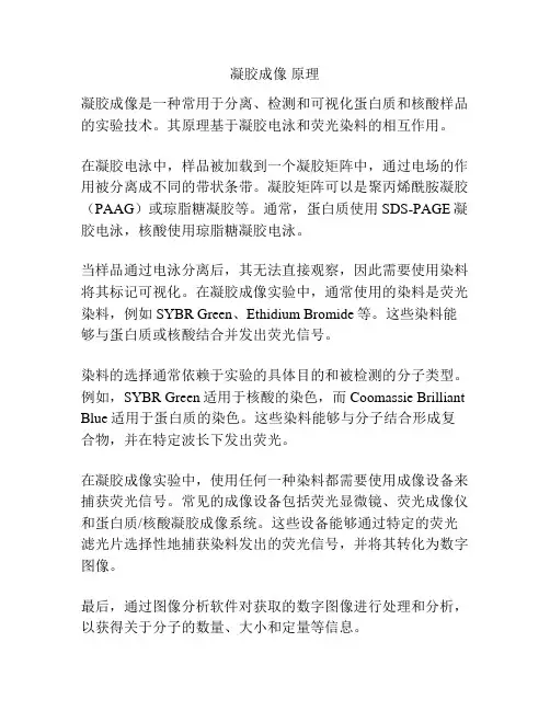 凝胶成像 原理