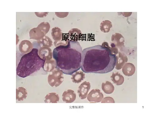 细胞形态图谱ppt课件
