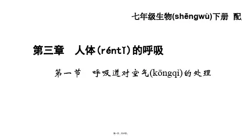 人体的呼吸复习课件