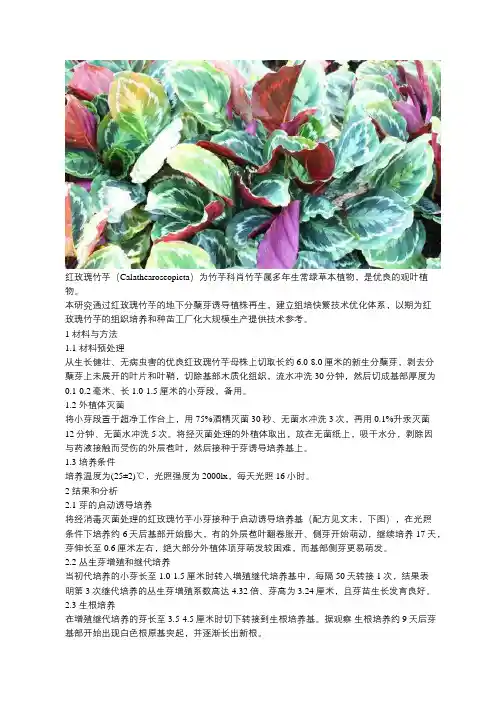 红玫瑰竹芋组培快繁技术分享 · 附配方
