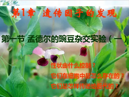 孟德尔的豌豆杂交实验PPT课件
