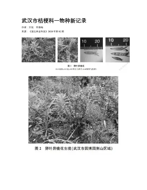 武汉市桔梗科一物种新记录